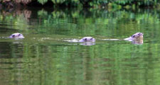 Peru-Amazon-Complete Manu Biosphere Reserve Experience